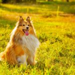 Film o psie, który czekał na swojego pana: Wierna miłość na ekranie