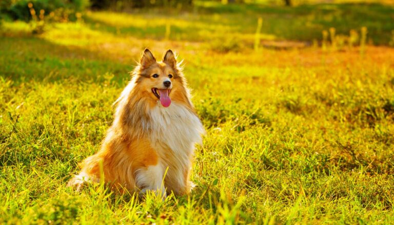 Film o psie, który czekał na swojego pana: Wierna miłość na ekranie